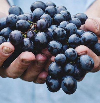 5 Reasons Why Grapes Are Good for You